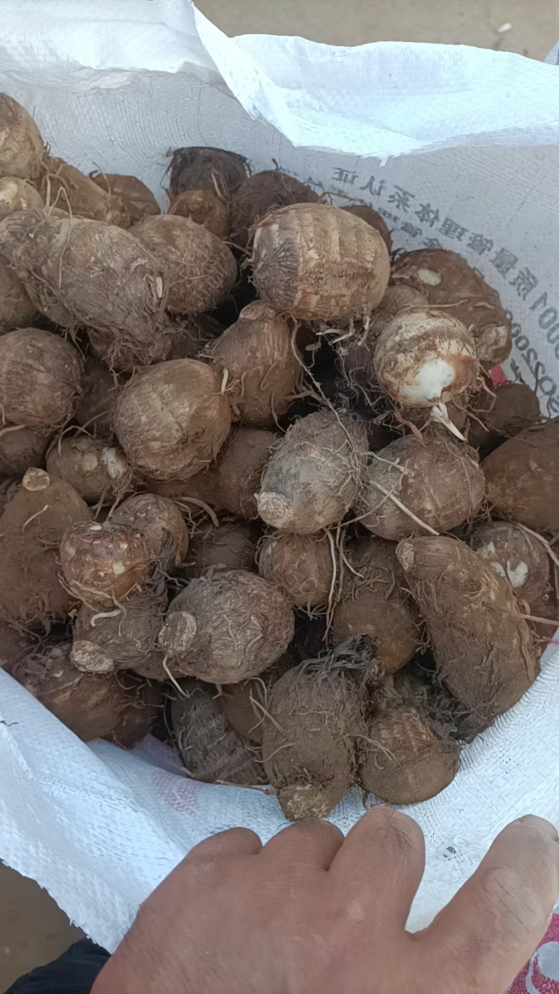 山东毛芋头大量上市代办代发，对接电商批发市场
