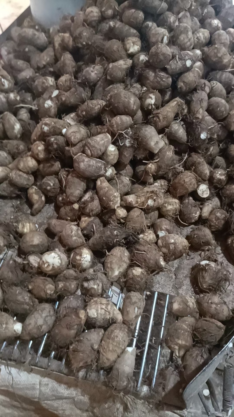 山东毛芋头大量上市代办代发，对接电商批发市场