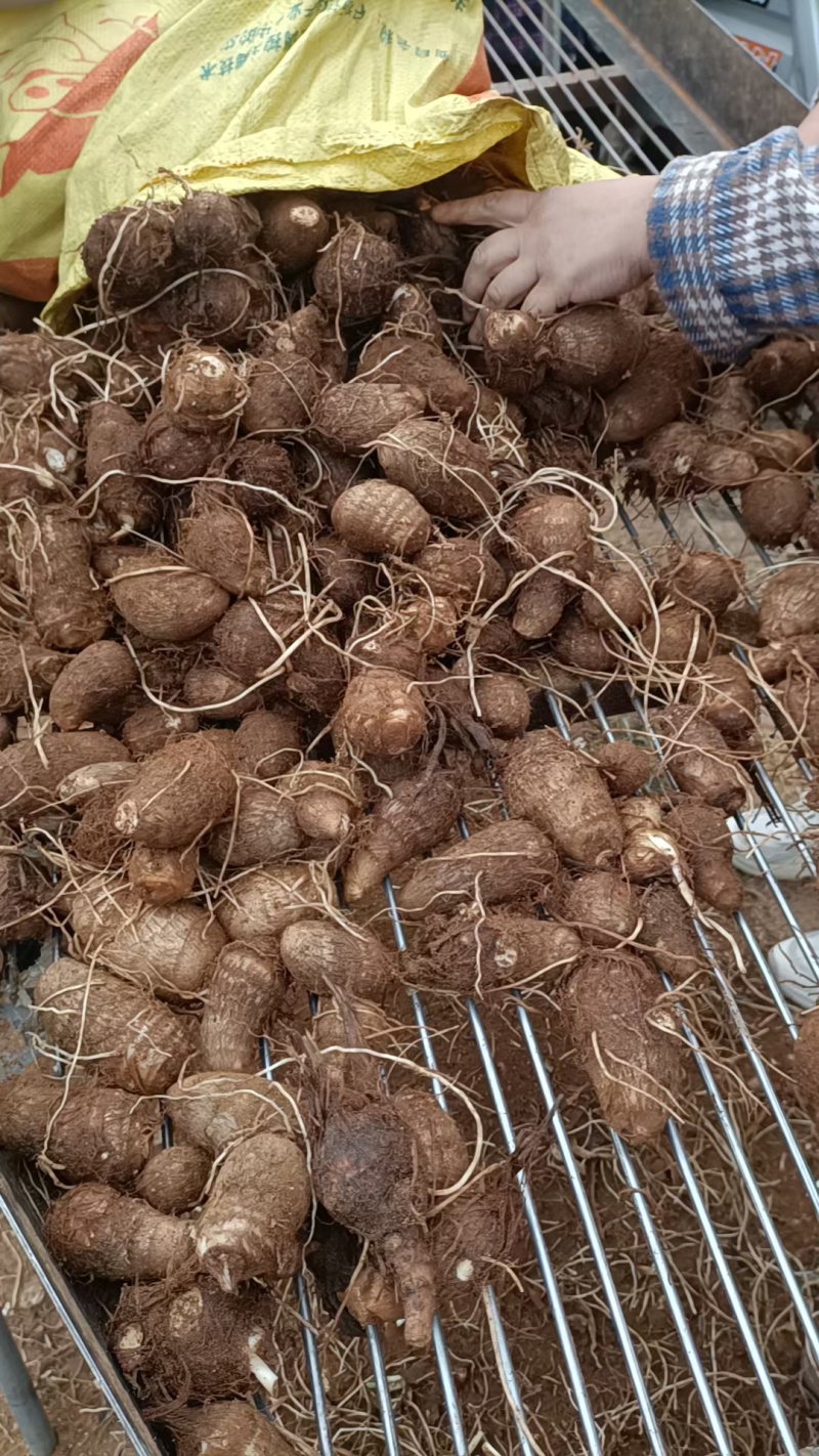 山东毛芋头大量上市代办代发，对接电商批发市场