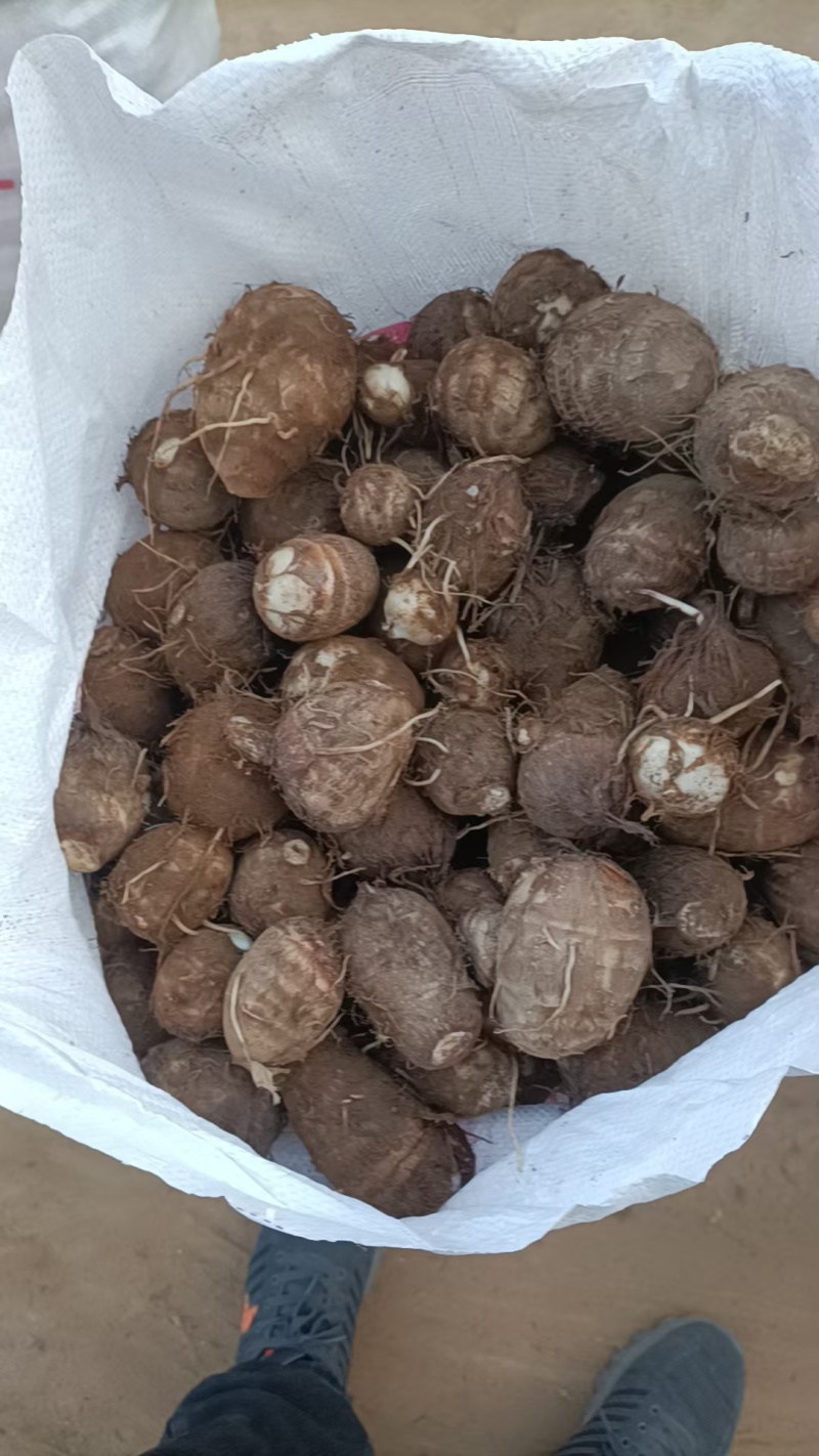 山东毛芋头大量上市代办代发，对接电商批发市场