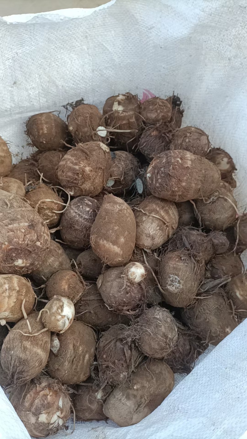 山东毛芋头大量上市代办代发，对接电商批发市场