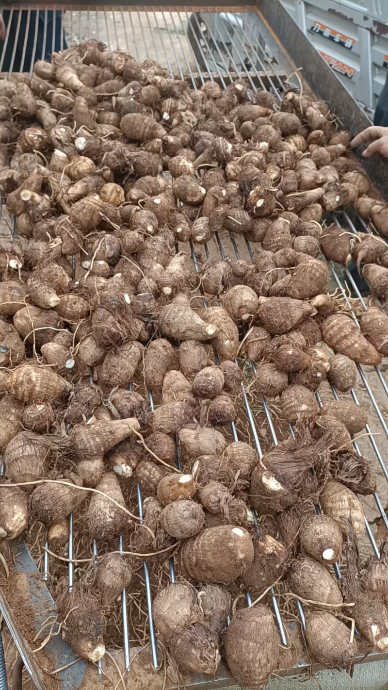 山东毛芋头大量上市代办代发，对接电商批发市场