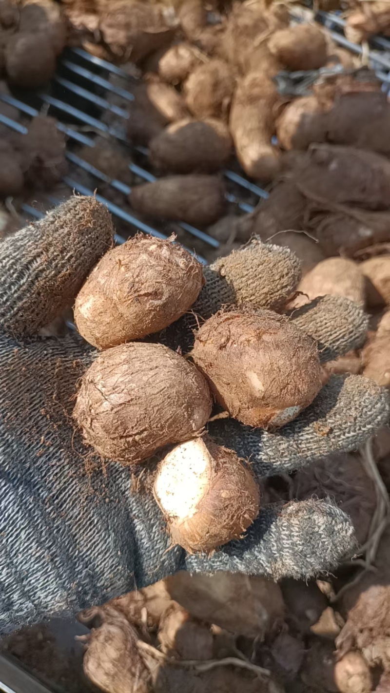 山东毛芋头大量上市代办代发，对接电商批发市场