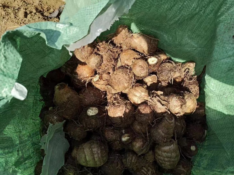 山东毛芋头大量上市代办代发，对接电商批发市场