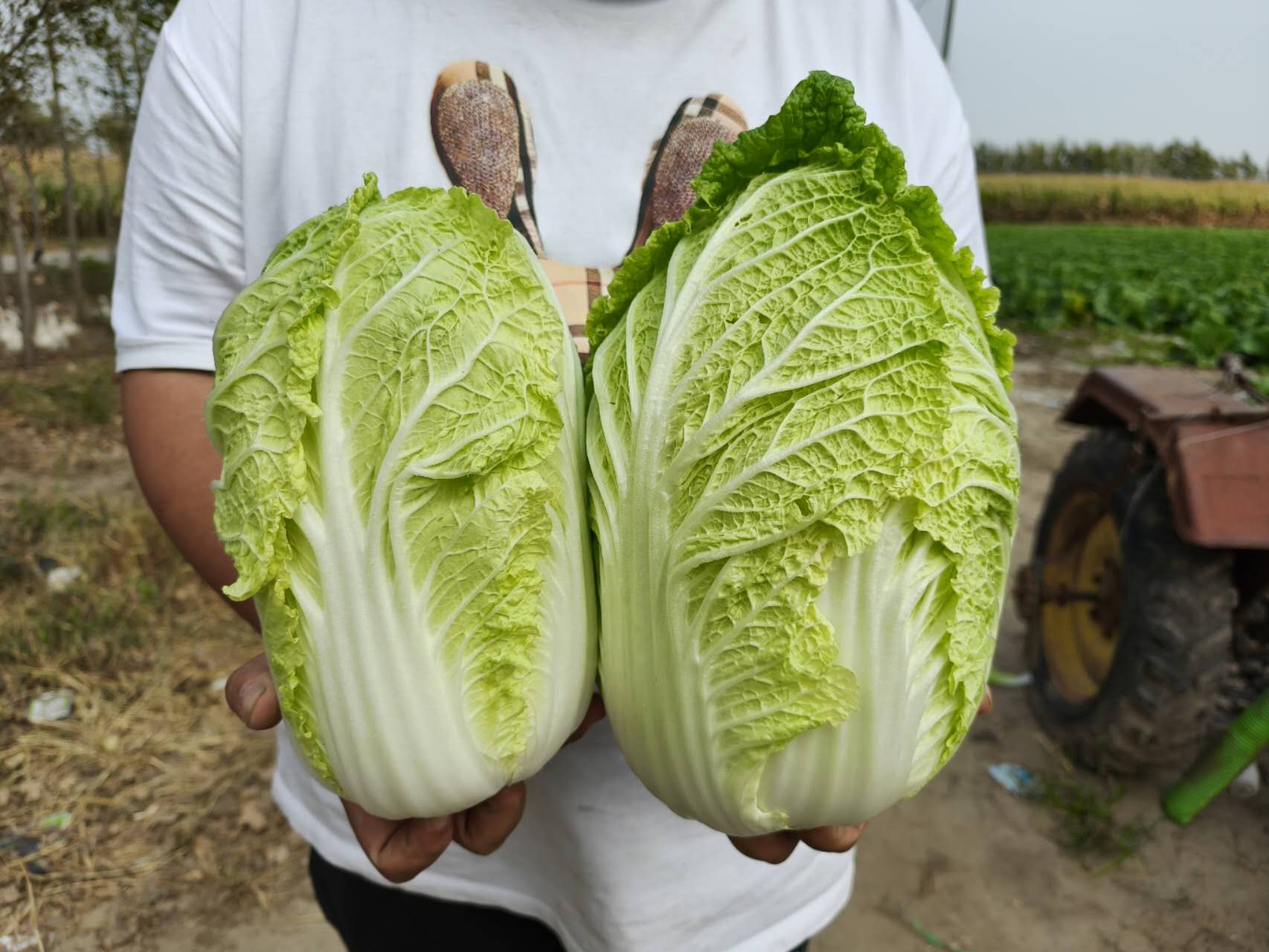一位农妇在清晨的菜地里弯腰采摘一棵新鲜的黄心大白菜,叶片翠绿外层包裹着金黄色的内芯,露珠挂在叶面上,阳光斜照,背景是整齐排列的白菜田和远处的农舍 挑选新鲜黄心大白菜