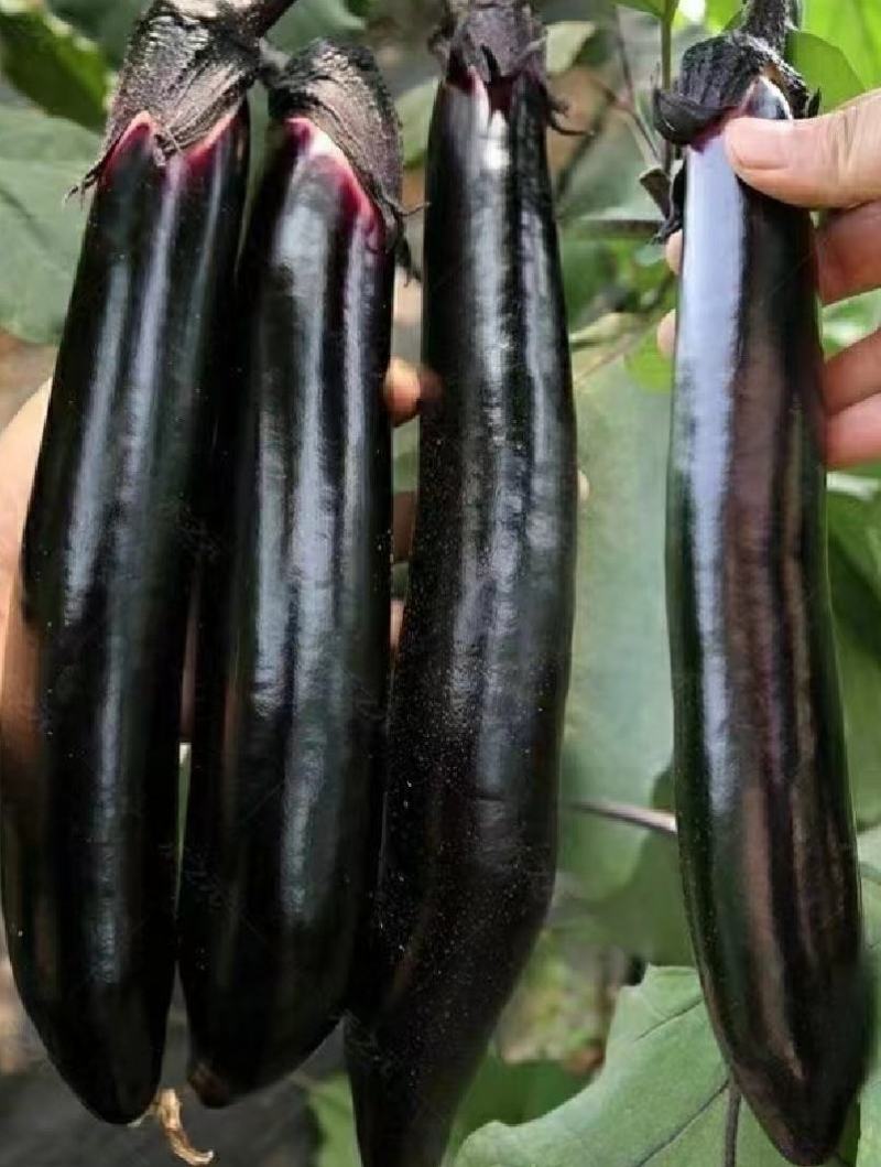 茄子种子黑靓长茄商品果率高前后期果均顺直耐热耐旱