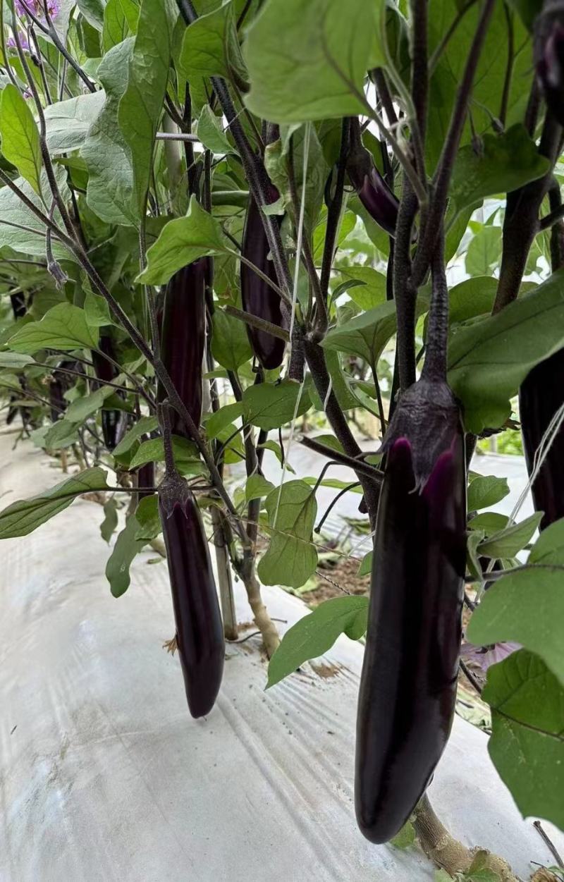 茄子种子黑靓长茄商品果率高前后期果均顺直耐热耐旱
