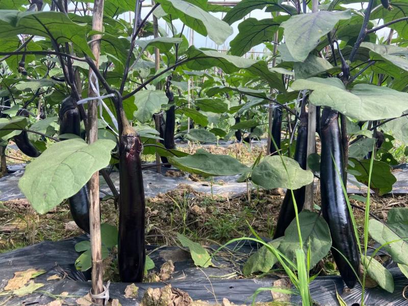 茄子种子黑靓长茄商品果率高前后期果均顺直耐热耐旱