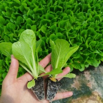 大白菜苗品种齐全基地直发一手货源量大从优欢迎咨询