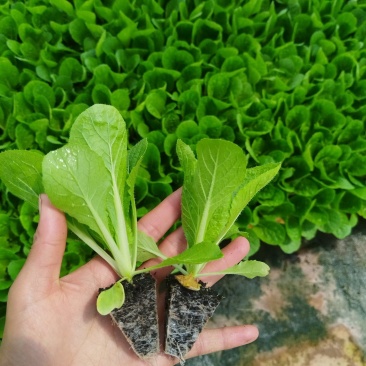 大白菜苗品种齐全基地直发一手货源量大从优欢迎咨询