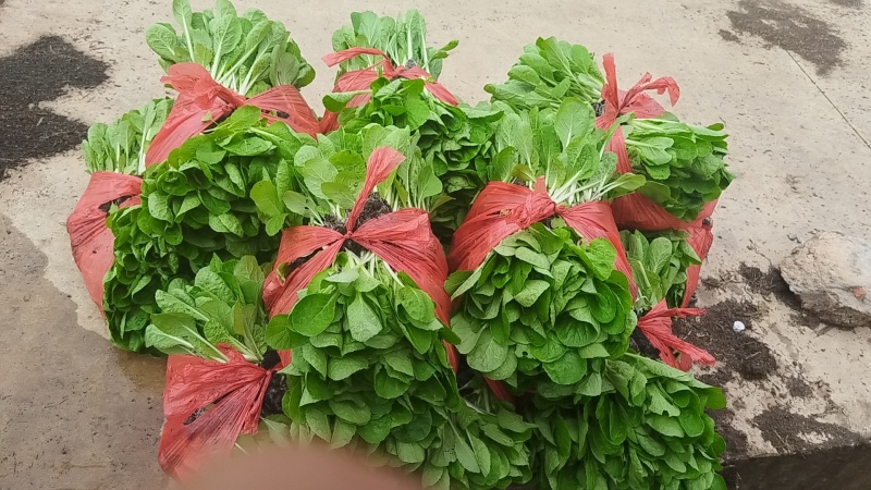 大白菜苗品种齐全基地直发一手货源量大从优欢迎咨询