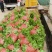 大白菜苗品种齐全基地直发一手货源量大从优欢迎咨询