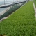 大白菜苗品种齐全基地直发一手货源量大从优欢迎咨询