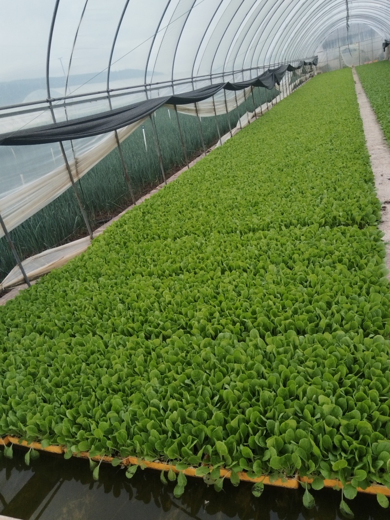 大白菜苗品种齐全基地直发一手货源量大从优欢迎咨询