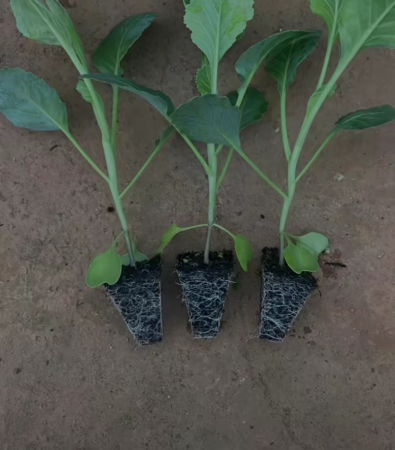 扁包菜苗甘蓝苗货源充足质量保证欢迎咨询