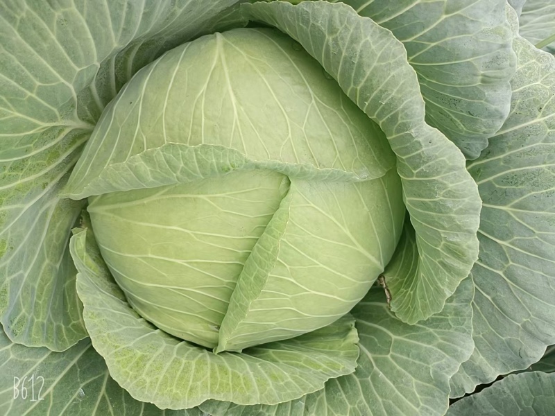 扁包菜苗甘蓝苗货源充足质量保证欢迎咨询