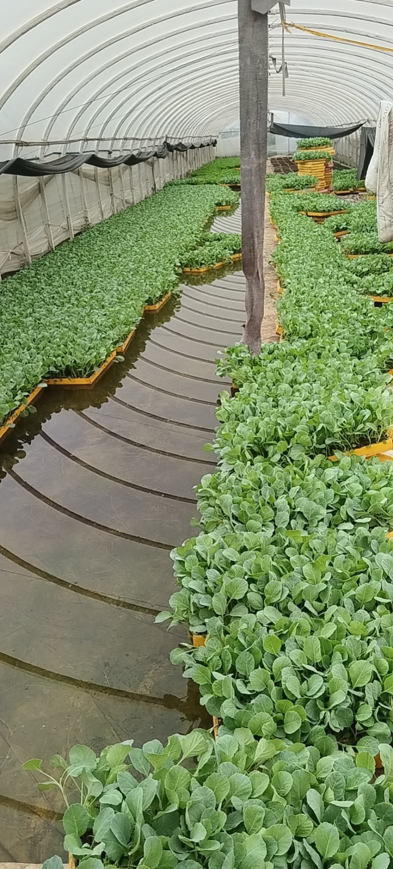 扁包菜苗甘蓝苗货源充足质量保证欢迎咨询