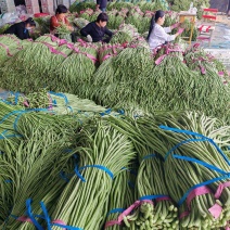 山东莘县青条长豆角大量供应可视频看货欢迎全国各地采购商