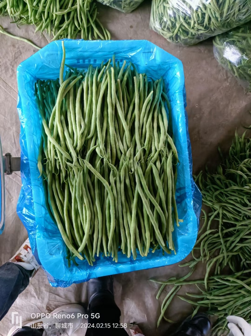 山东莘县优质无筋豆大量上市产地直发可视频看货保质保量保鲜