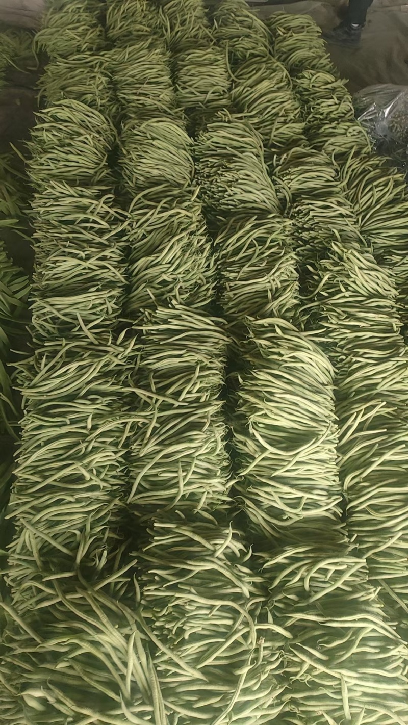 山东莘县优质无筋豆大量上市产地直发可视频看货保质保量保鲜