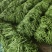 山东莘县优质无筋豆大量上市产地直发可视频看货保质保量保鲜