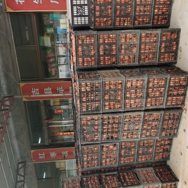 山西小酥梨