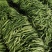 【推荐】莘县产地绿扁豆大量上市可视频看货产地直发保质保量
