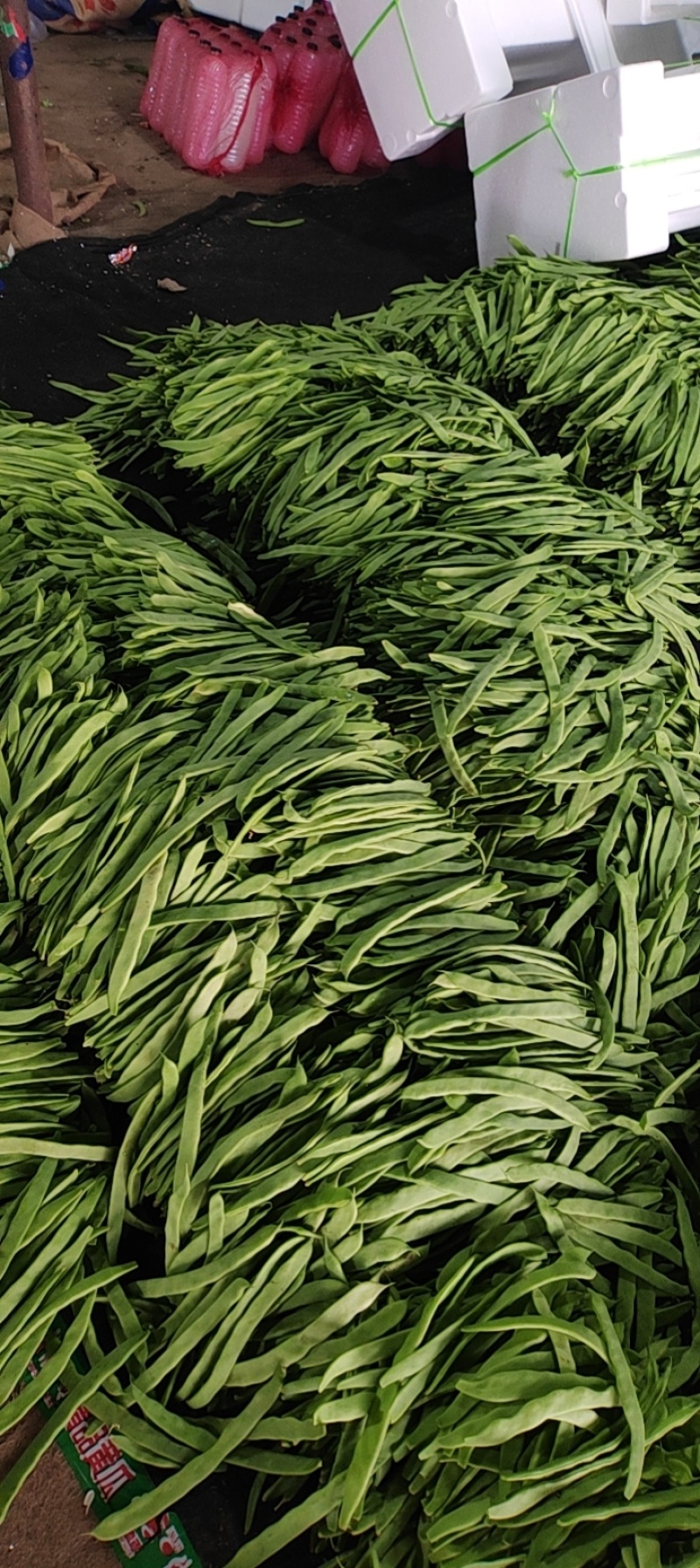 【推荐】莘县产地绿扁豆大量上市可视频看货产地直发保质保量