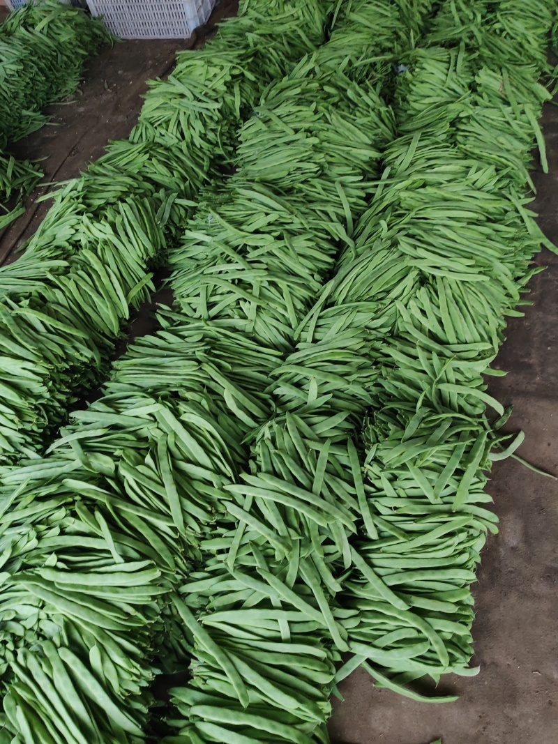 【推荐】莘县产地绿扁豆大量上市可视频看货产地直发保质保量