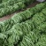 【推荐】莘县产地绿扁豆大量上市可视频看货产地直发保质保量
