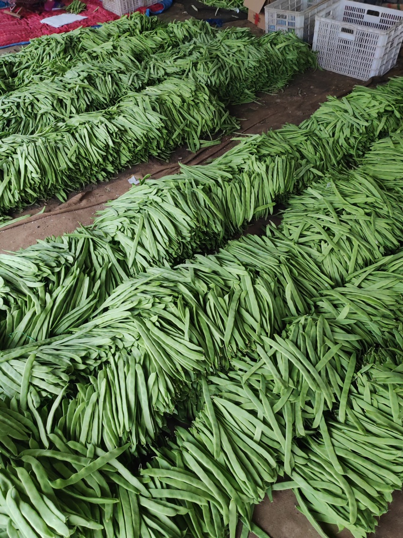 【推荐】莘县产地绿扁豆大量上市可视频看货产地直发保质保量