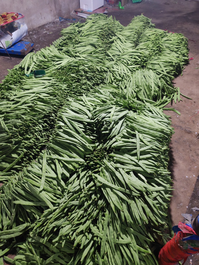【推荐】莘县产地绿扁豆大量上市可视频看货产地直发保质保量