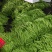 【推荐】莘县产地绿扁豆大量上市可视频看货产地直发保质保量