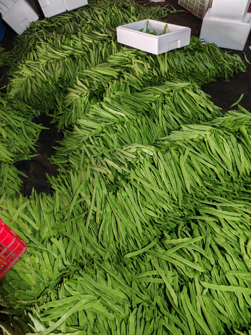 【推荐】莘县产地绿扁豆大量上市可视频看货产地直发保质保量