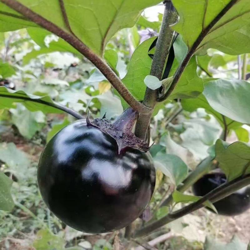 紫光圆茄大量上市，保质保量，代收，代发，超市电商对接