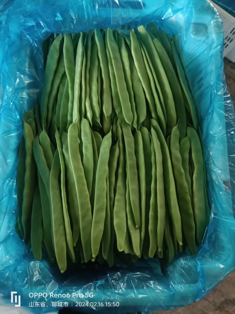 【推荐】山东扁豆，条直，条窄，不起痘，产地供应一手货源