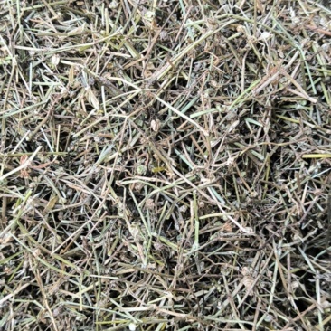白花蛇舌草蛇草中药材批发白花蛇舌草质量保证量大从优