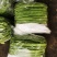【推荐】山东扁豆，条直，条窄，不起痘，产地供应一手货源
