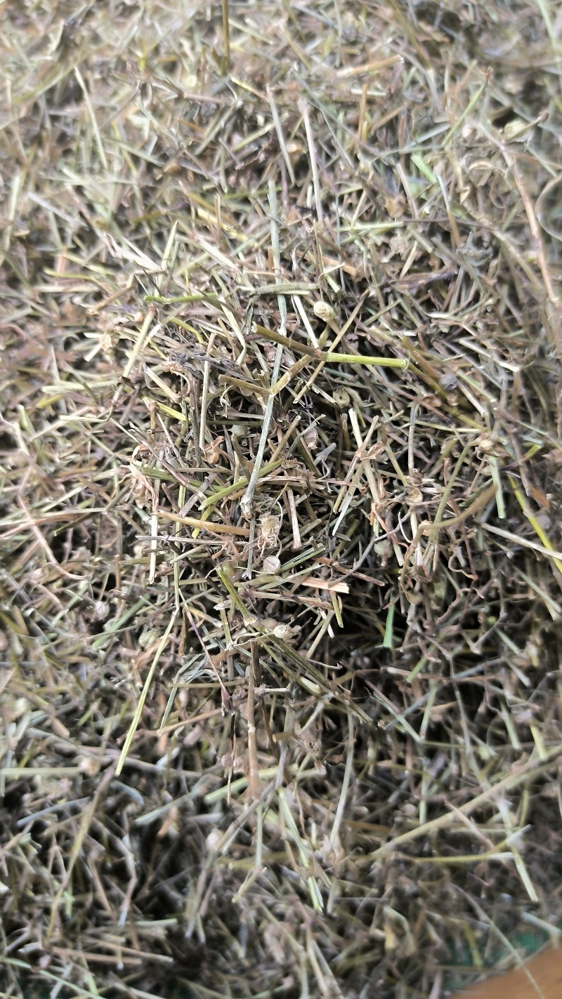 白花蛇舌草蛇草中药材批发白花蛇舌草质量保证量大从优