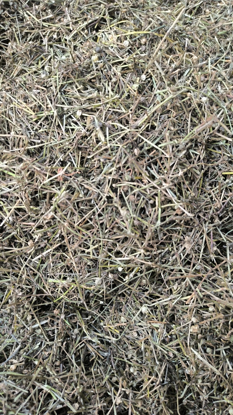 白花蛇舌草蛇草中药材批发白花蛇舌草质量保证量大从优