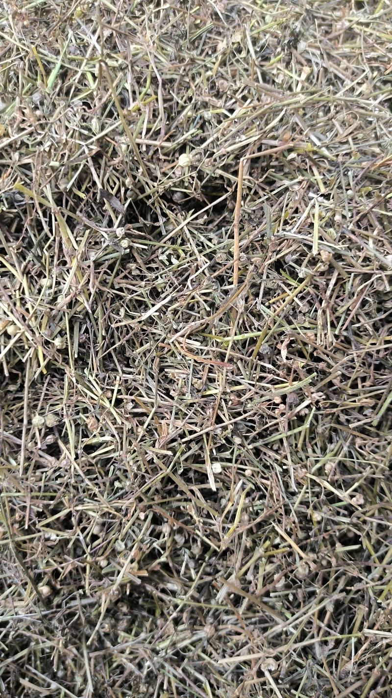 白花蛇舌草蛇草中药材批发白花蛇舌草质量保证量大从优