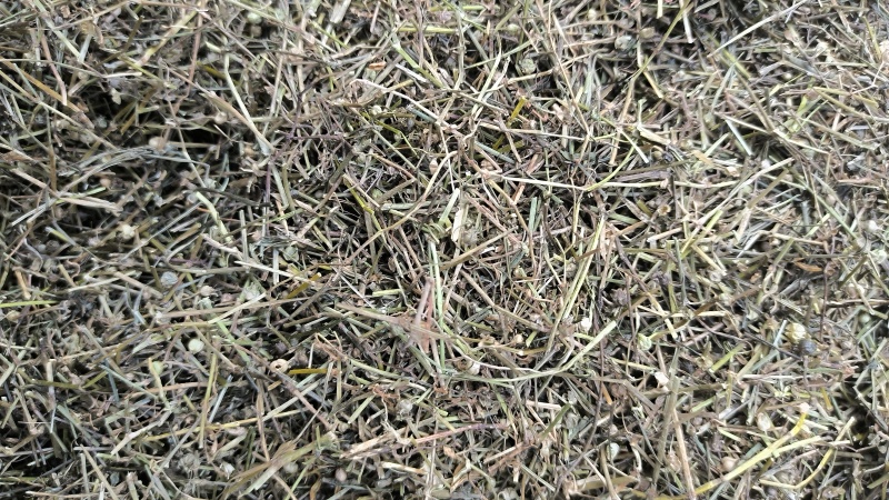 白花蛇舌草蛇草中药材批发白花蛇舌草质量保证量大从优