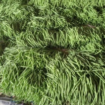 山东无筋豆大量上市，产地发货，代发全国，保质保量
