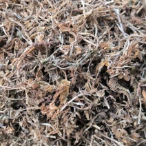 垂盆草中药材批发垂盆草质量保证量大从优