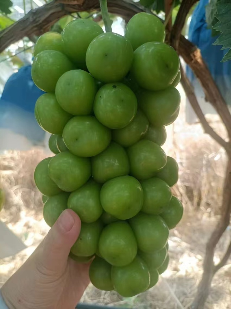 阳光玫瑰***********