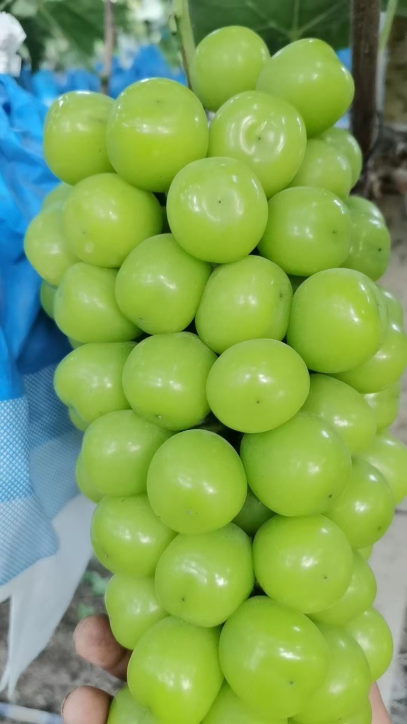 阳光玫瑰***********