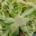 有理菜花大量上市，大量供应有机菜花需要的联系吧