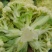 有理菜花大量上市，大量供应有机菜花需要的联系吧