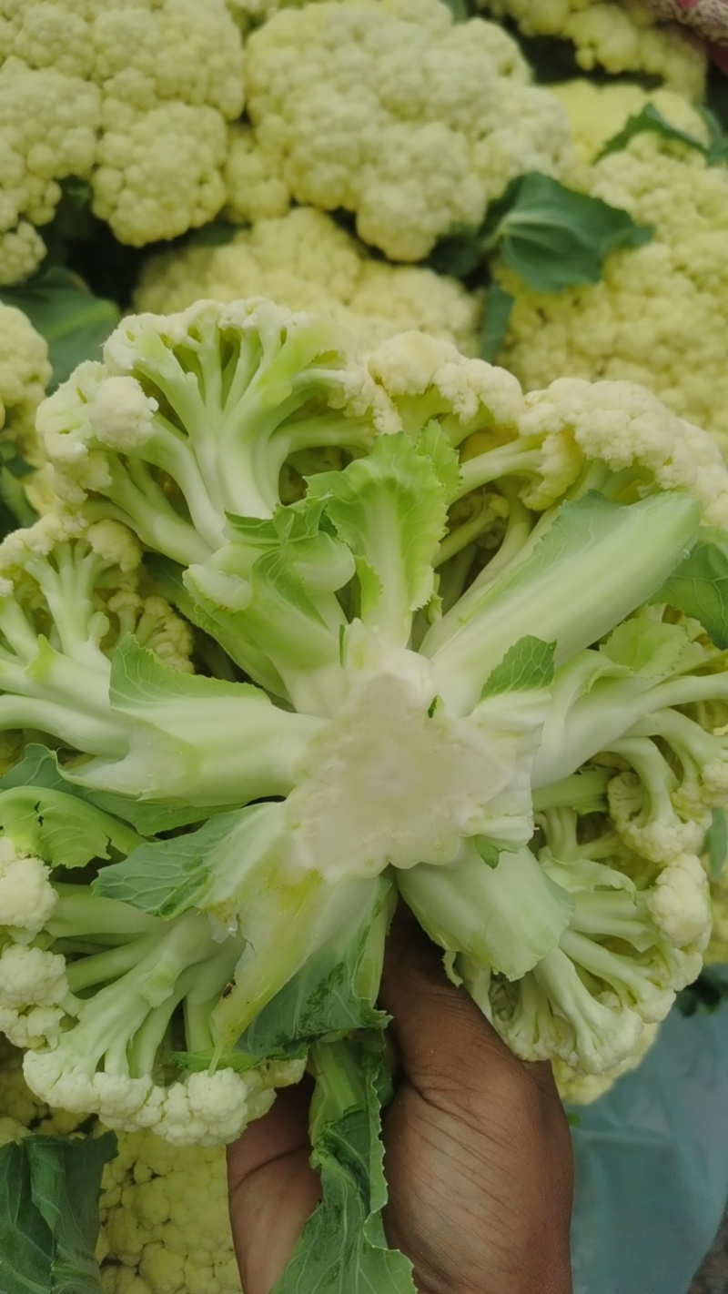 有理菜花大量上市，大量供应有机菜花需要的联系吧