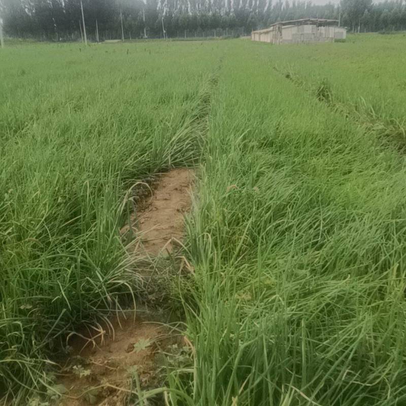 长期供应洋葱葱苗，代育洋葱苗，章丘育苗基地